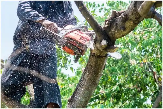 tree services Tonkawa